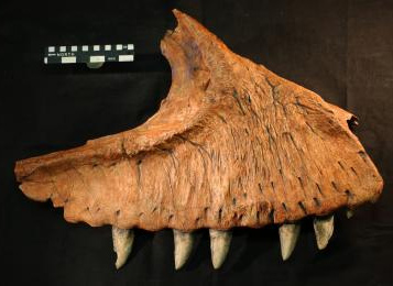 Carcharodontosaurus iguidensis